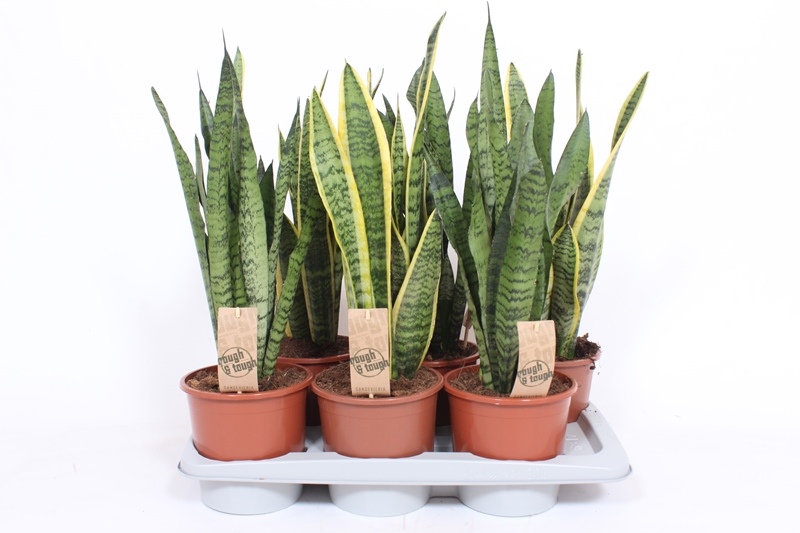 Sansevieria mix