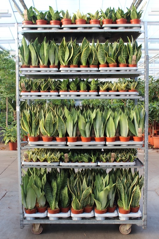 Sansevieria mixkar