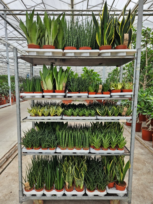 Sansevieria mixkar