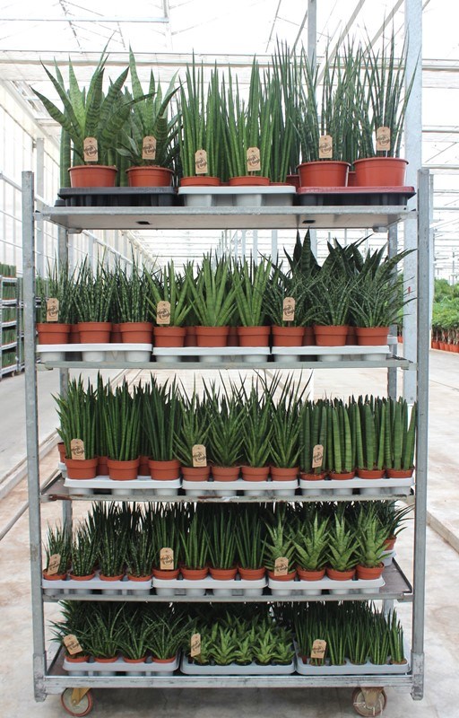 Sansevieria luxe mixkar