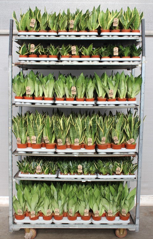 Sansevieria mixkar