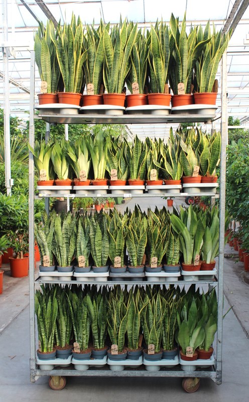 Sansevieria mixkar