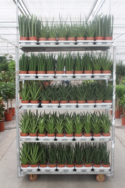 Sansevieria luxe mixkar