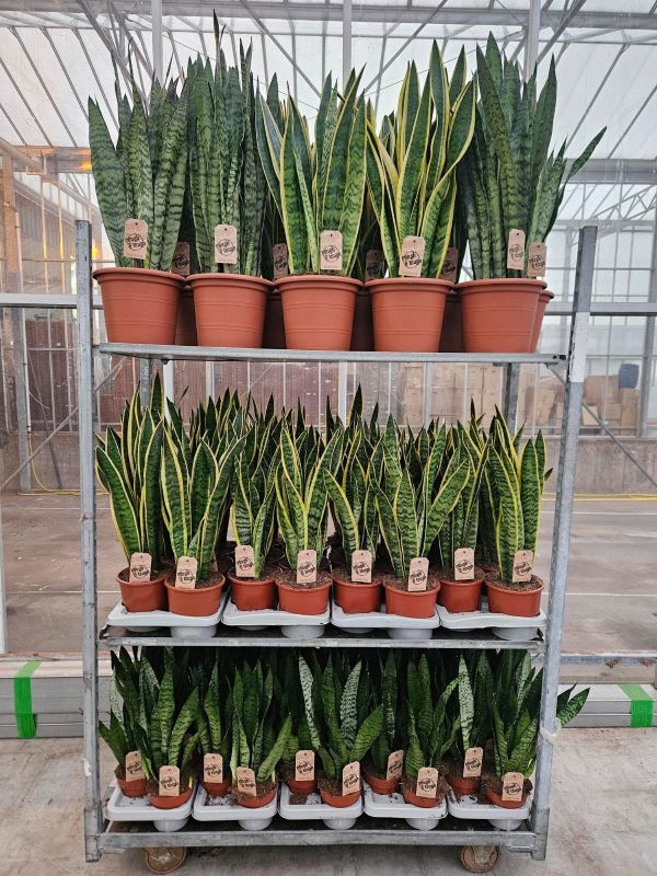 Sansevieria mixkar