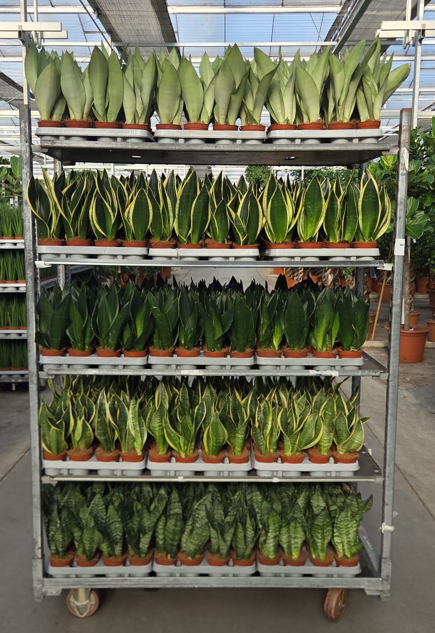 Sansevieria mixkar