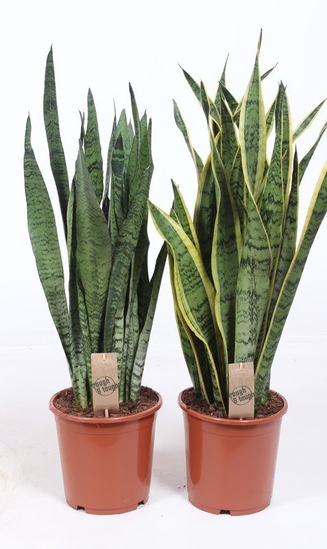 Sansevieria mix
