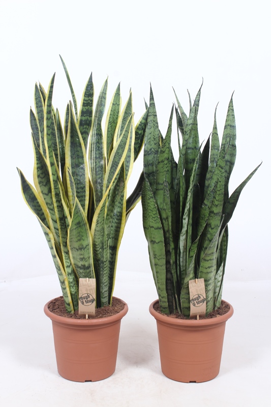 Sansevieria mix