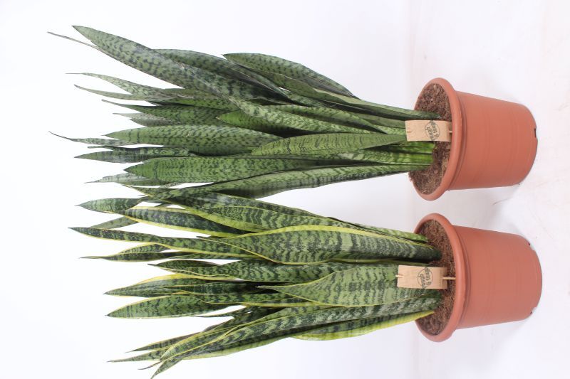 Sansevieria mix