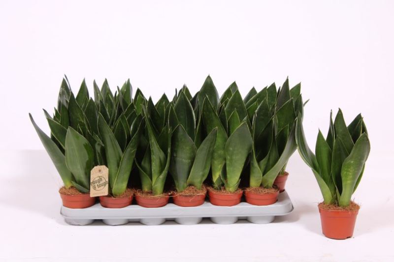 Sansevieria Robusta