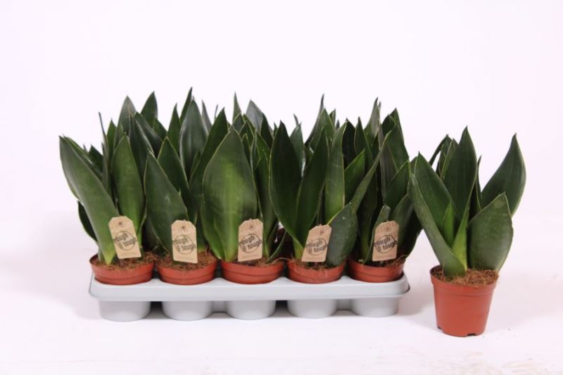 Sansevieria Robusta