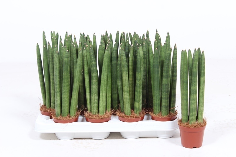 Sansevieria Straight