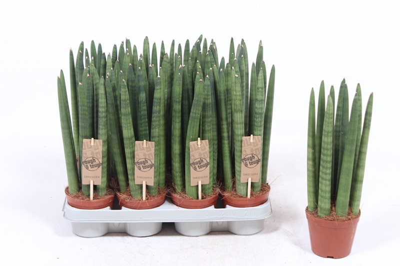 Sansevieria Straight