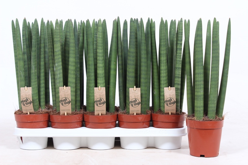 Sansevieria Straight