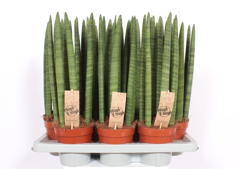 Sansevieria Straight