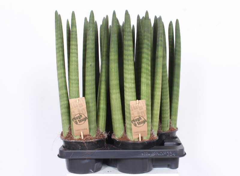 Sansevieria Straight