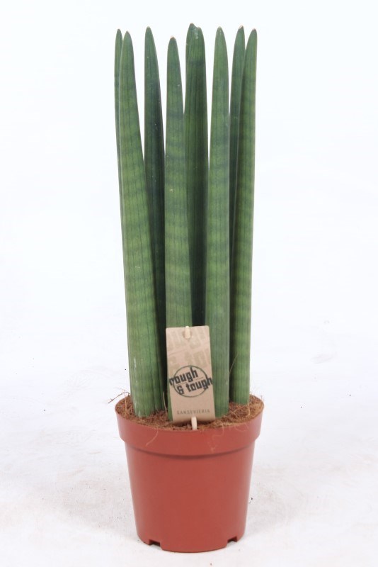 Sansevieria Straight