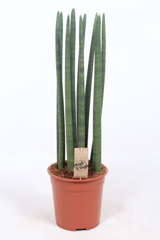 Sansevieria Straight