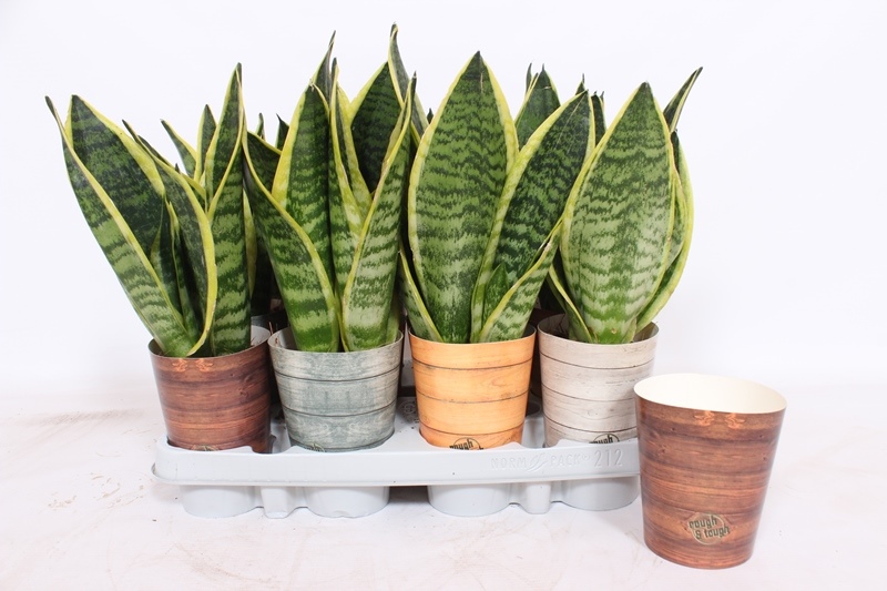 Sansevieria Superba