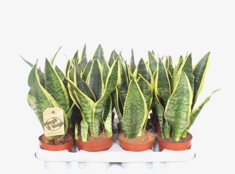 Sansevieria Superba