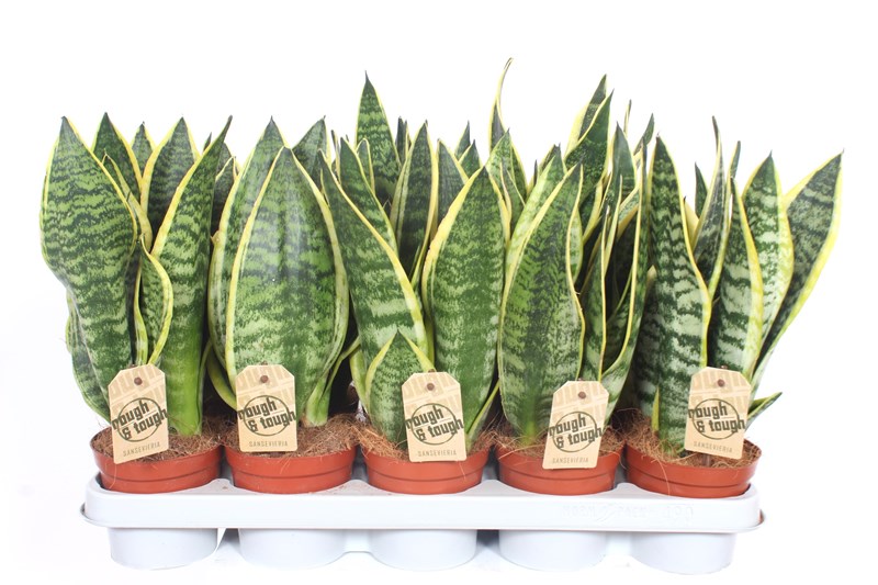 Sansevieria Superba