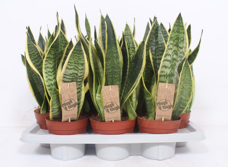 Sansevieria Superba