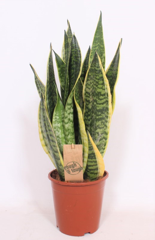 Sansevieria Superba