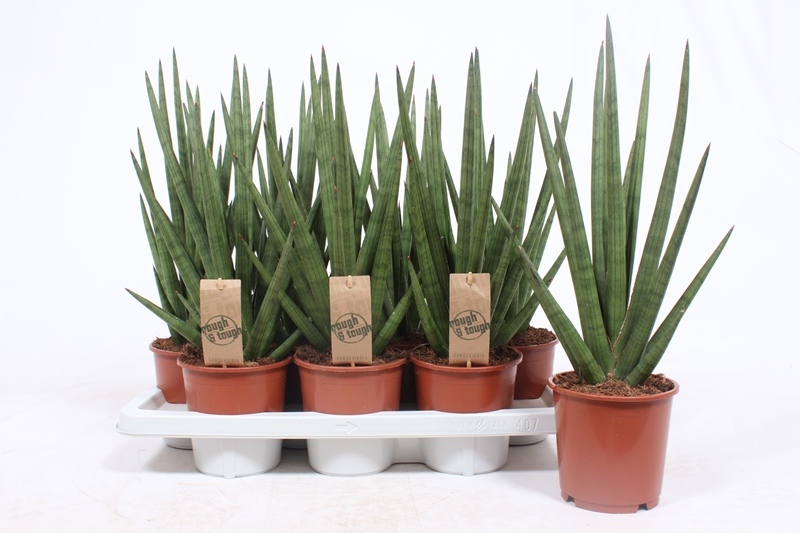 Sansevieria Tough Guy