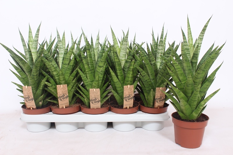 Sansevieria Tough Lady