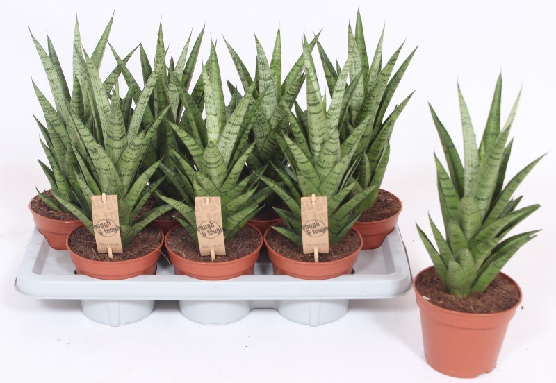 Sansevieria Tough Lady