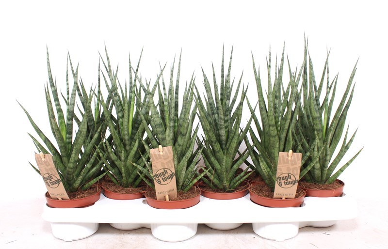 Sansevieria Torch