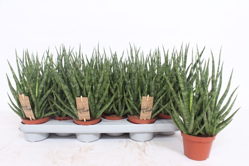 Sansevieria Torch