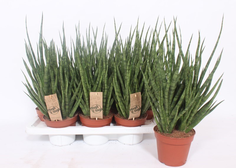 Sansevieria Torch