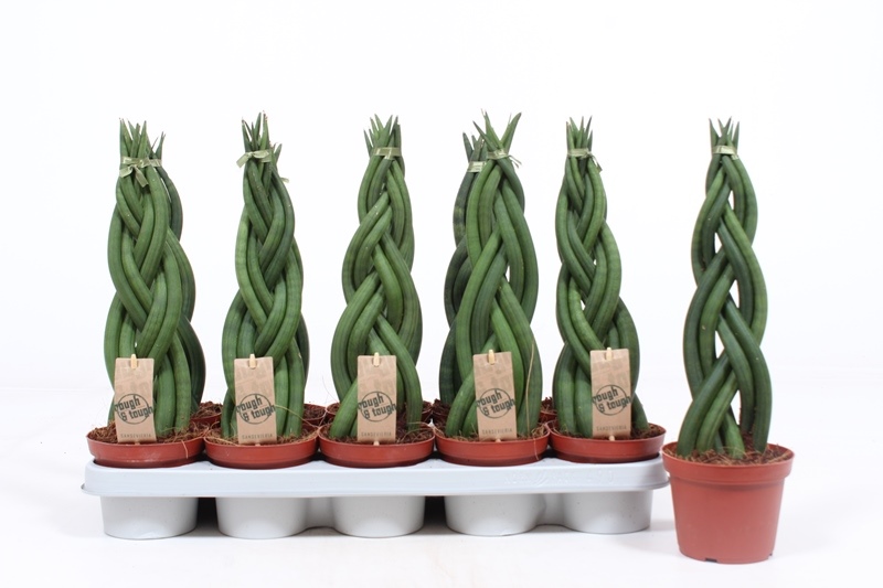 Sansevieria Twister