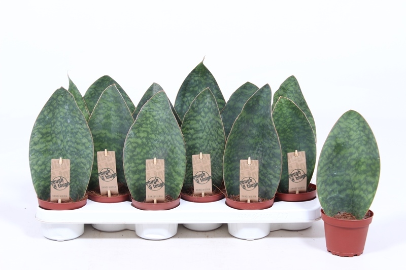 Sansevieria Victoria
