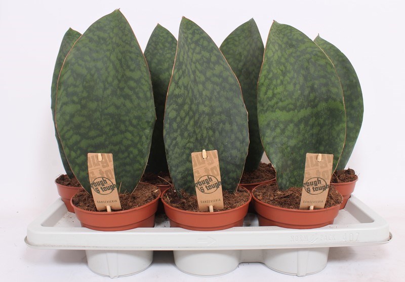 Sansevieria Victoria