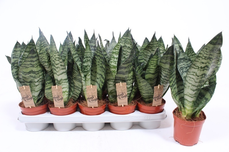 Sansevieria zeylanica compacta