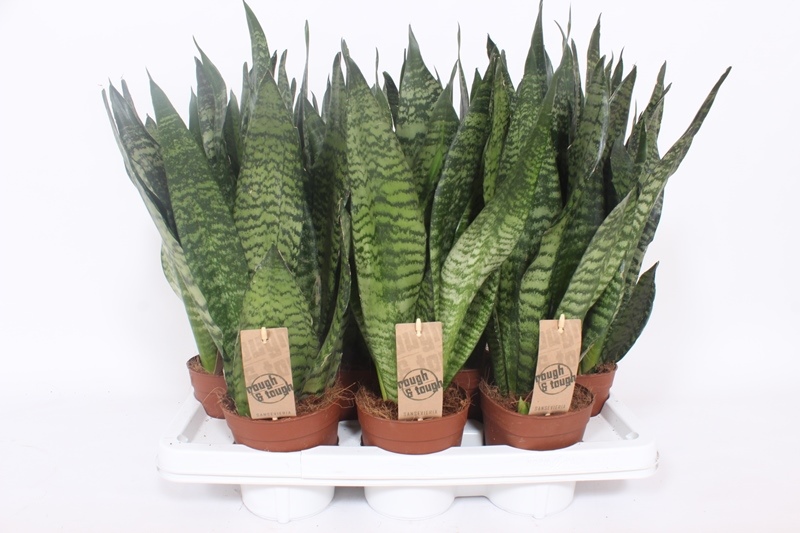 Sansevieria zeylanica compacta