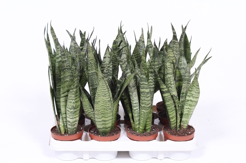 Sansevieria zeylanica