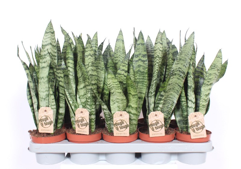 Sansevieria zeylanica