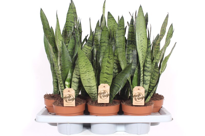 Sansevieria zeylanica