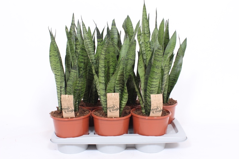 Sansevieria zeylanica