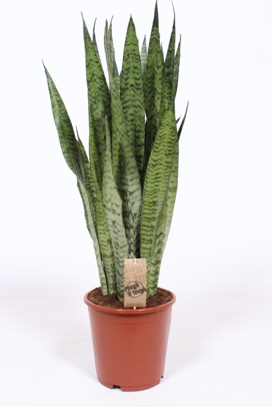 Sansevieria zeylanica