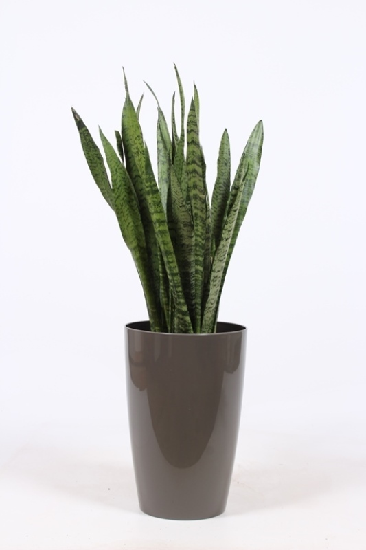 Sansevieria zeylanica