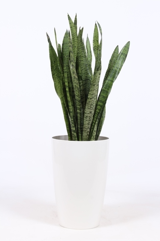 Sansevieria zeylanica