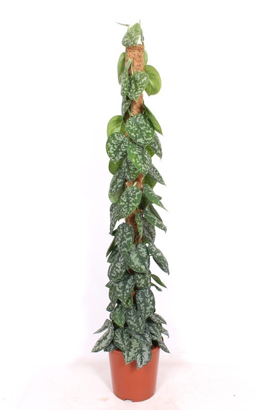 Scindapsus Trebie