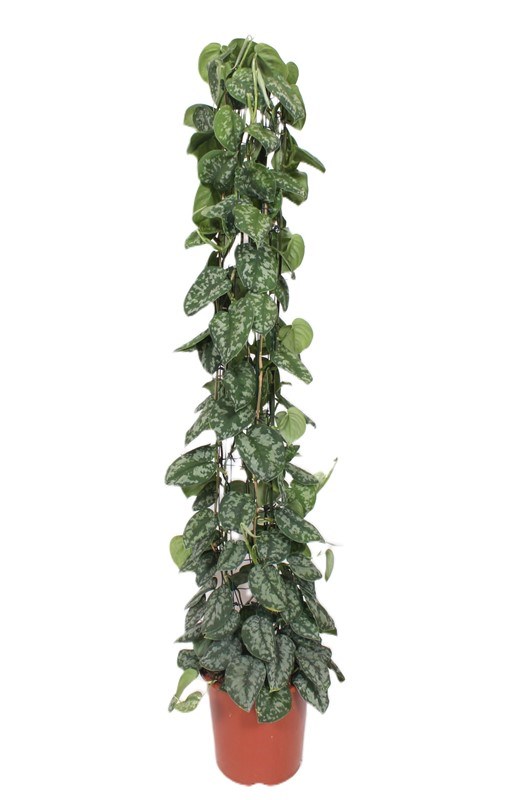 Scindapsus Trebie