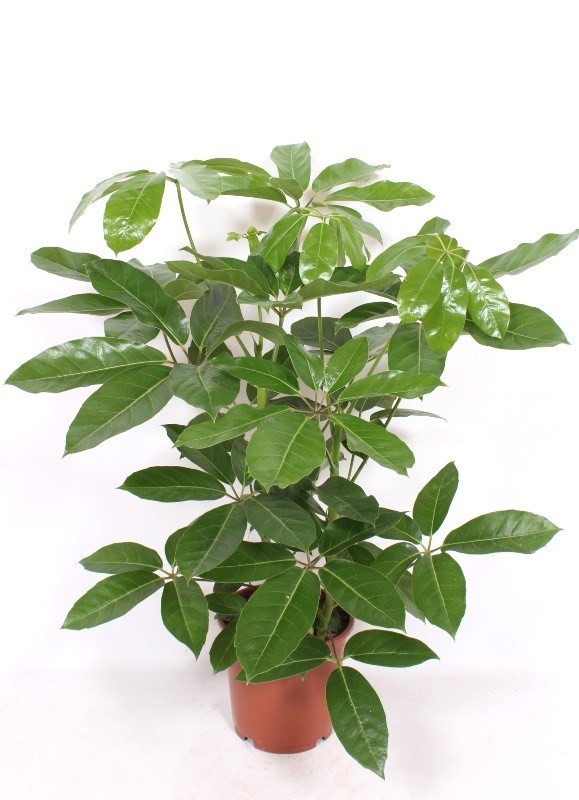 Schefflera Amate