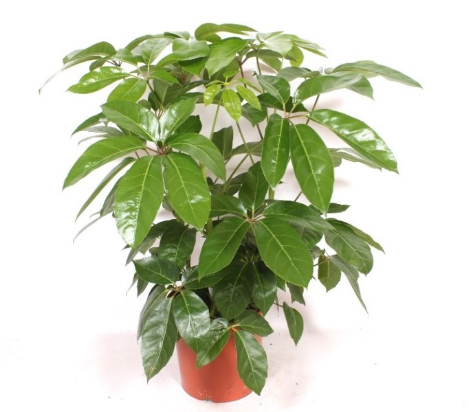 Schefflera Amate