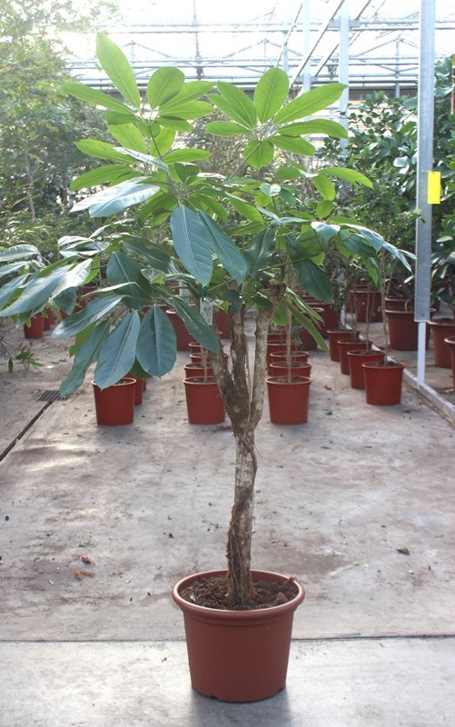 Schefflera Amate