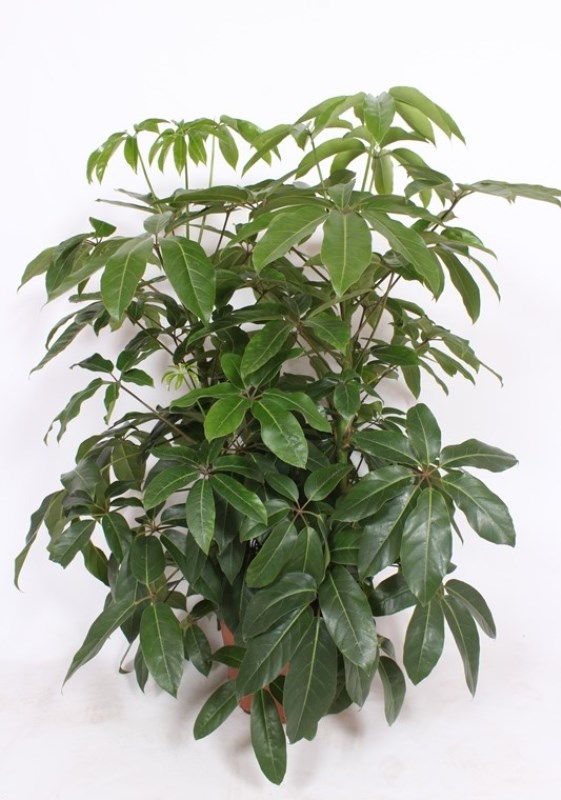 Schefflera Amate